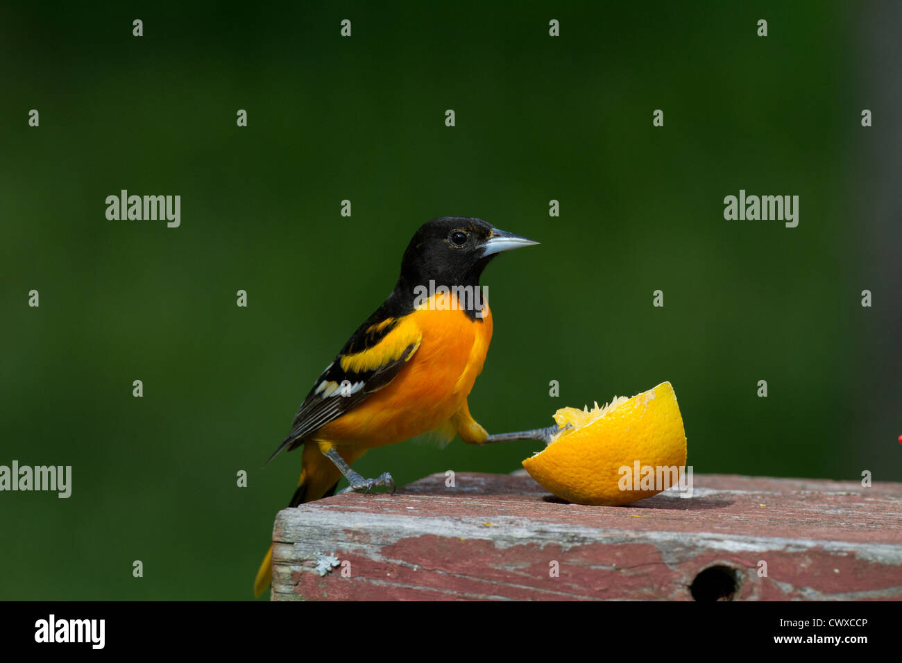 Male Baltimore oriole and orange Stock Photo Alamy