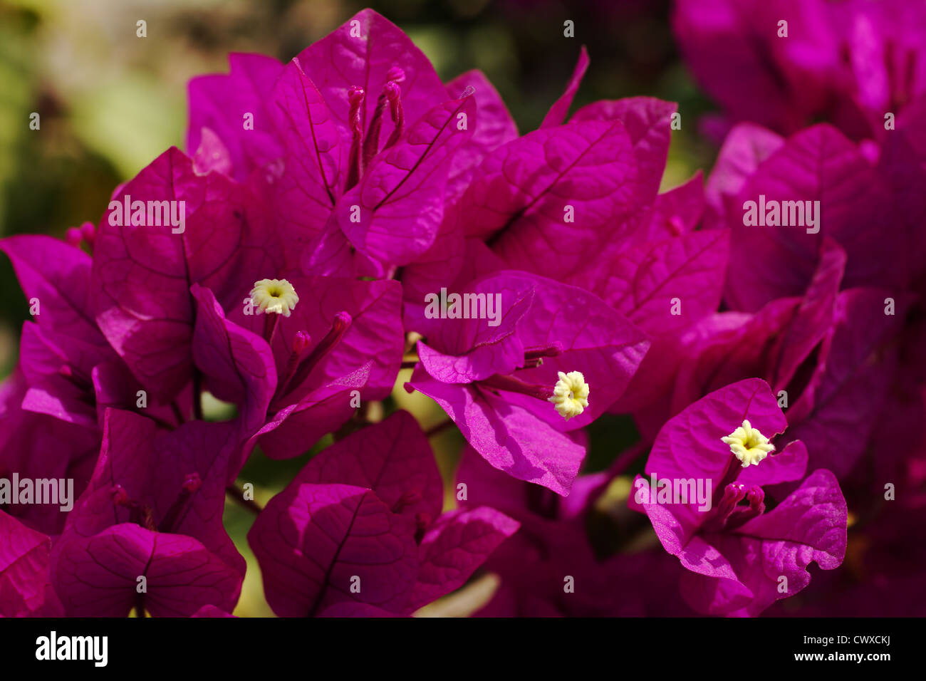 Purple Bougainvillae in blossom (Selective Focus) Stock Photo