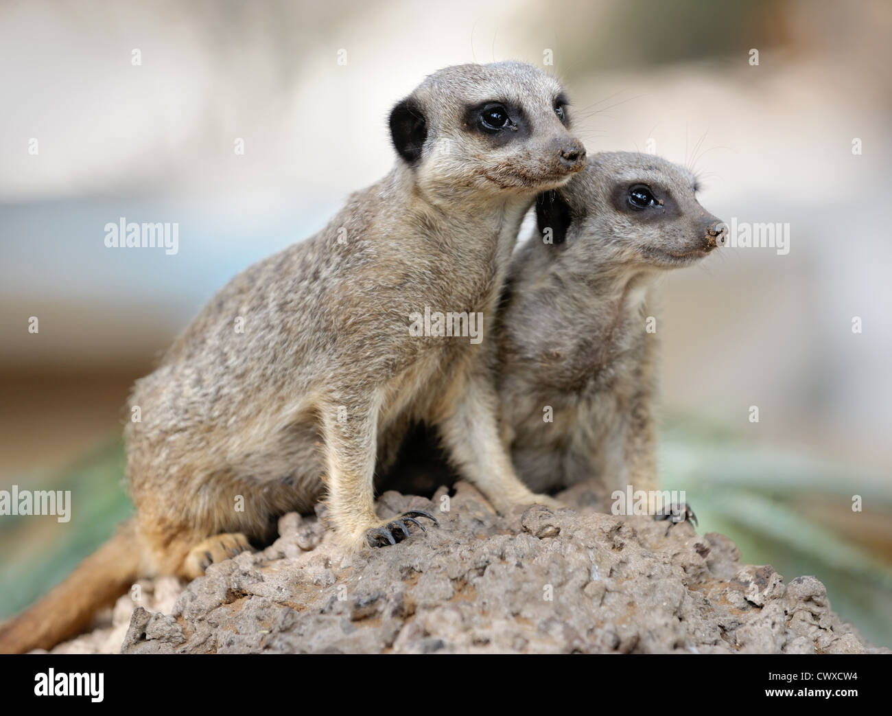 Suricata, small carnivorous mammals, a pair of observers around the hole in the zoo. Stock Photo