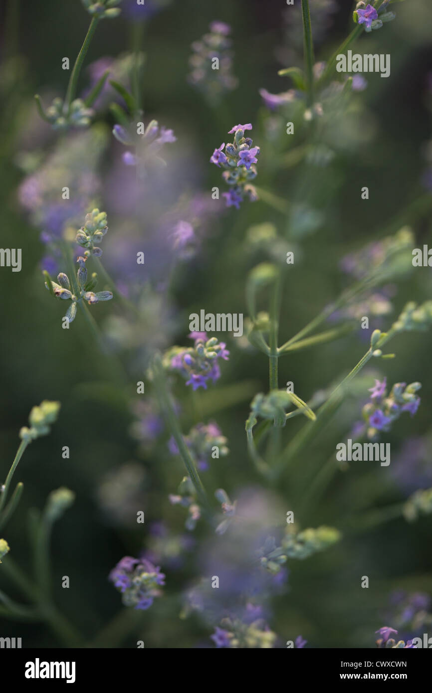 A closeup photo of purple lavender flowers Stock Photo
