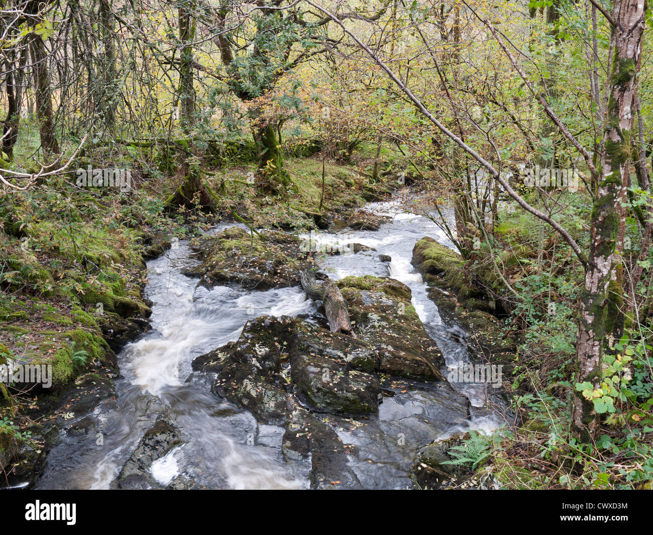 River flowing through a woodland hi-res stock photography and images ...