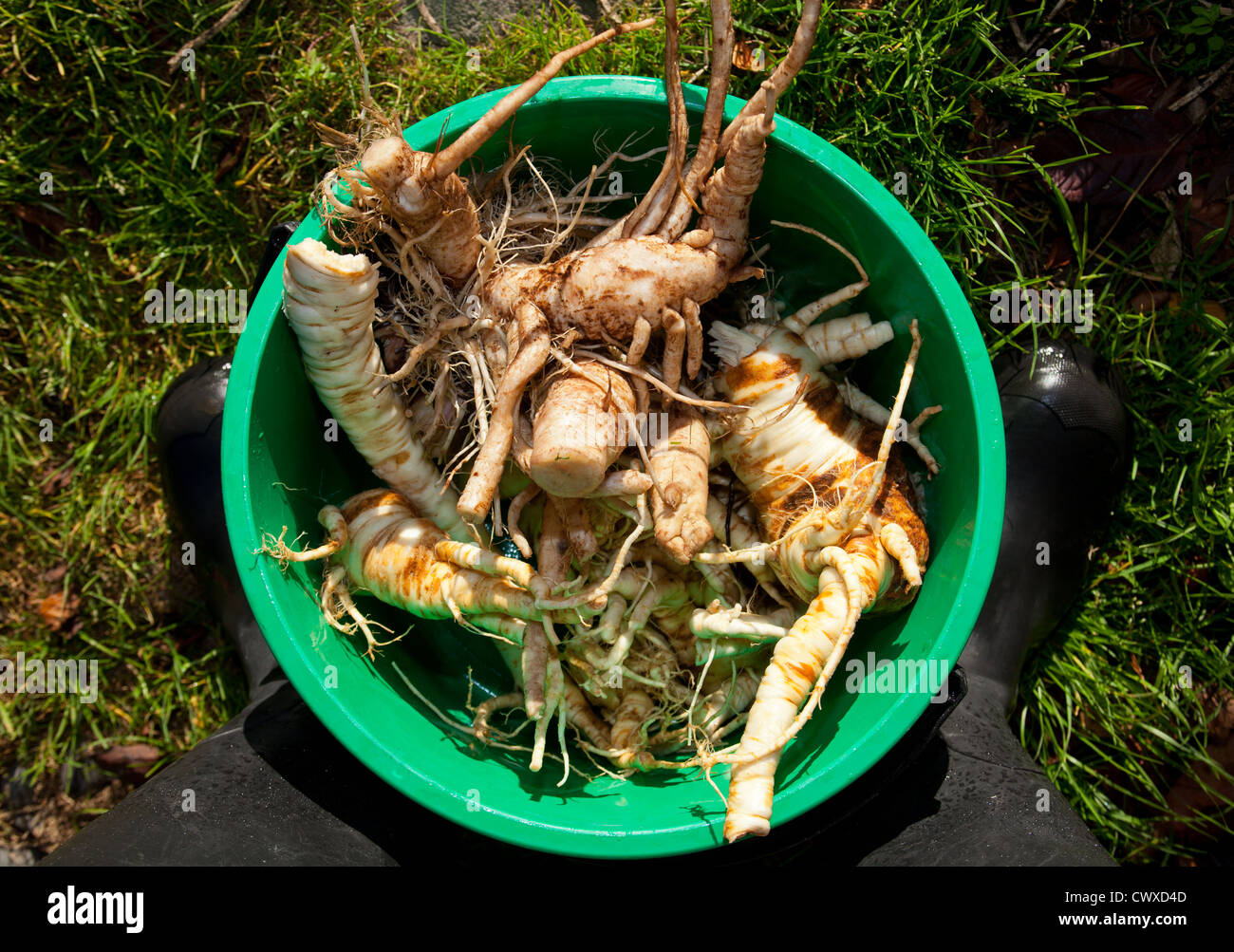 Wild parsnips and Bull Thistle Roots (Pastinaca Sativa)(Cirsium Vulgare). Stock Photo