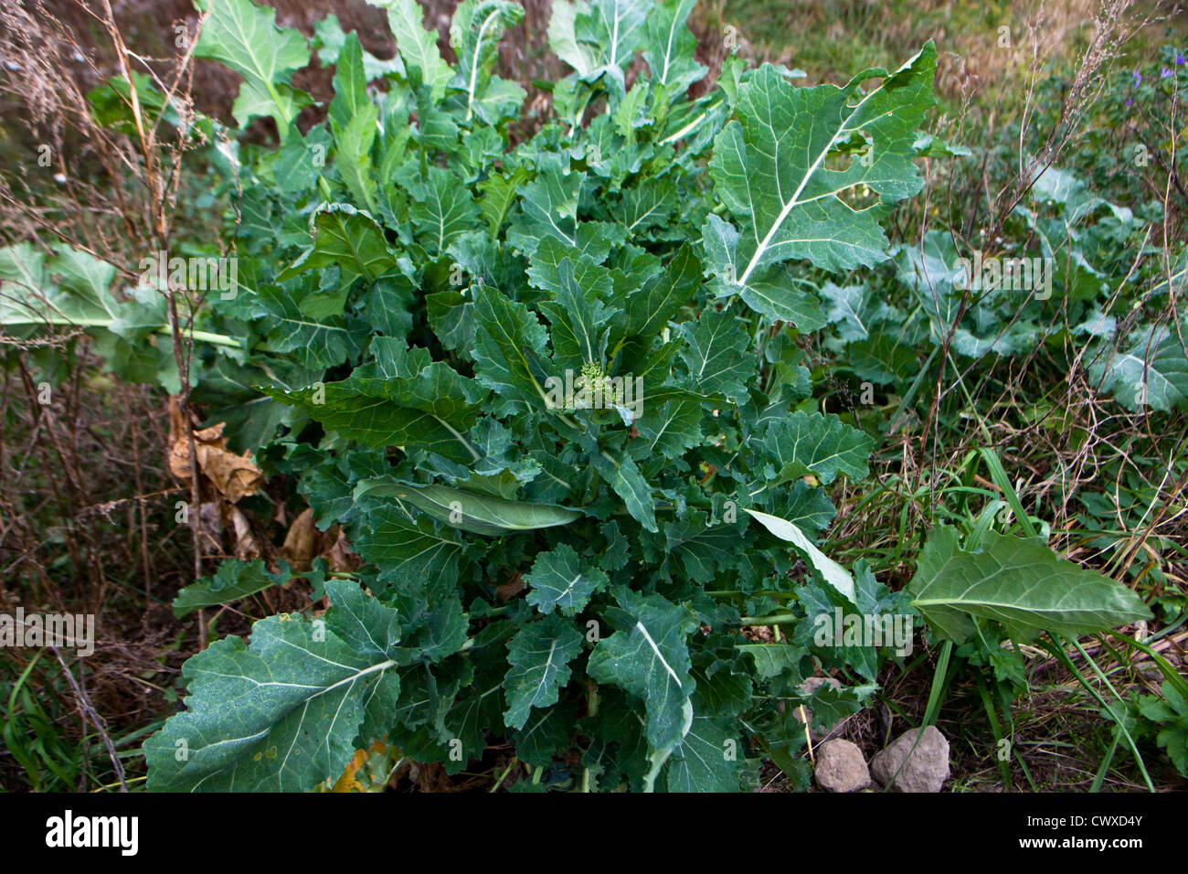 A look at life in New Zealand. Edible herbs and plants Wild Mustard