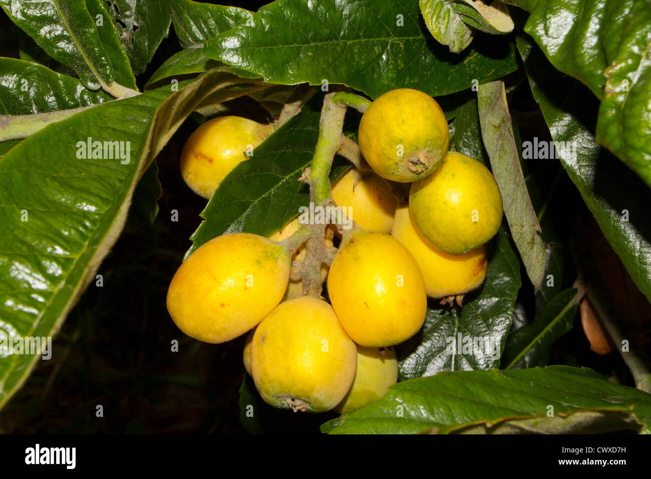 Loquats also known as Japanese plums. Delicious fruit Stock Photo Alamy