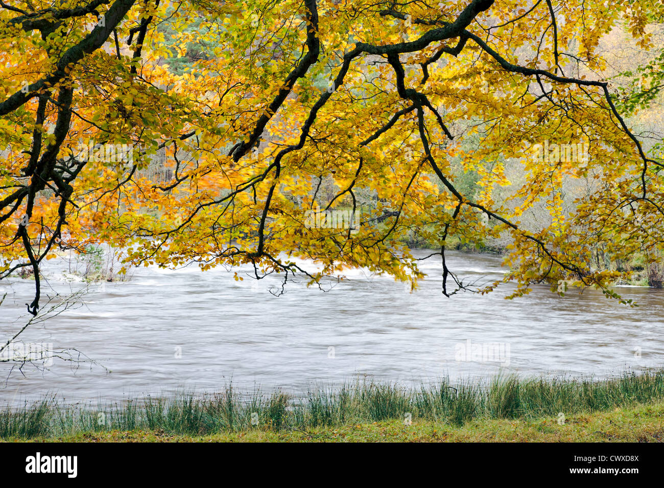Wonderful autumnal colour near the bridge of Balgie in Scotland. Stock Photo