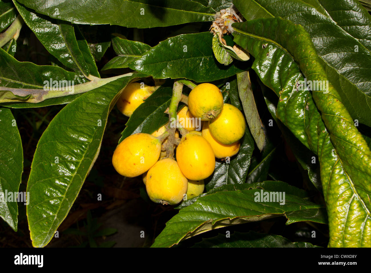 Loquats also known as Japanese plums Stock Photo Alamy