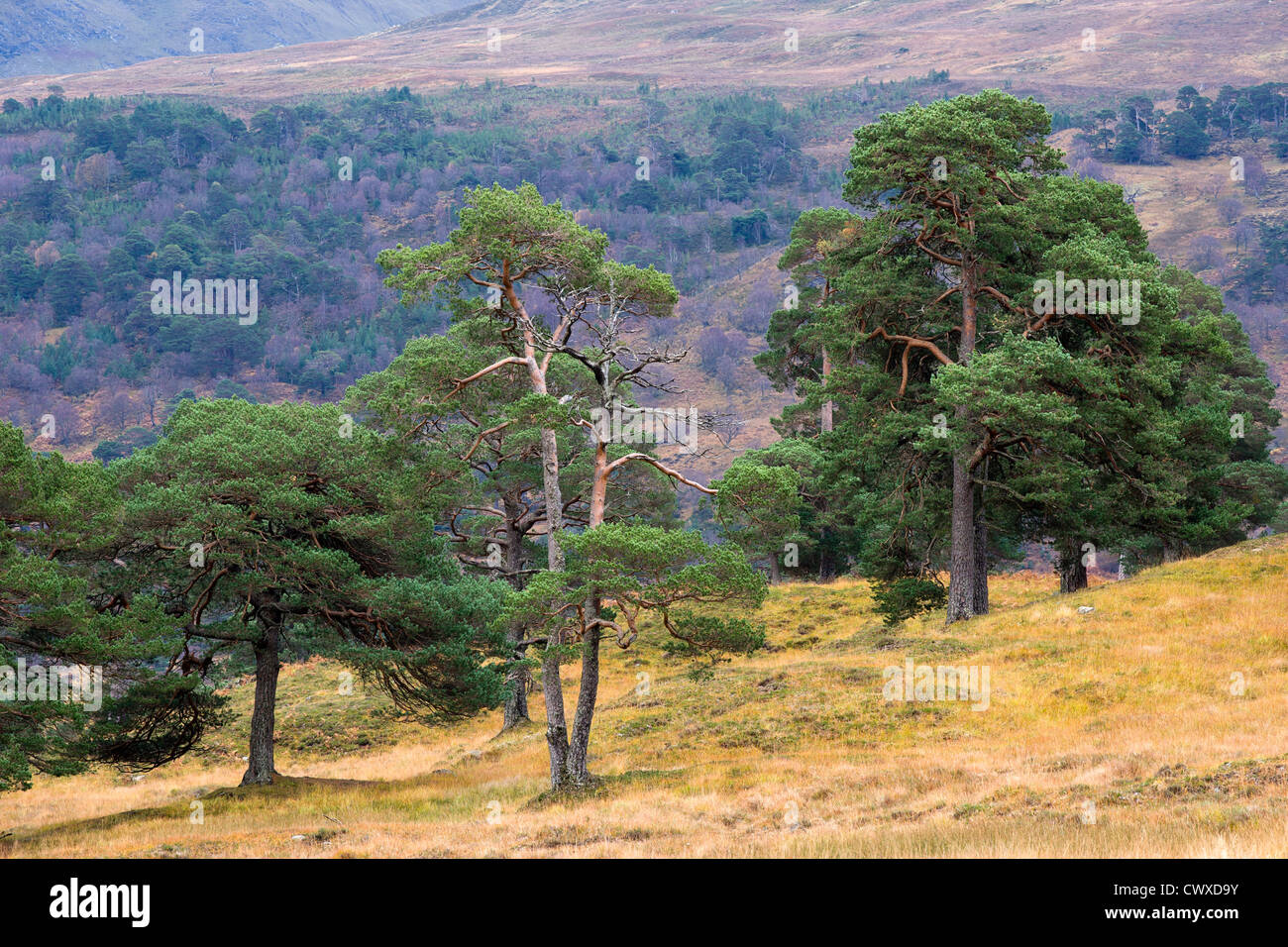 Pine trees in Glen Lyon, in the Highlands of Scotland. Stock Photo