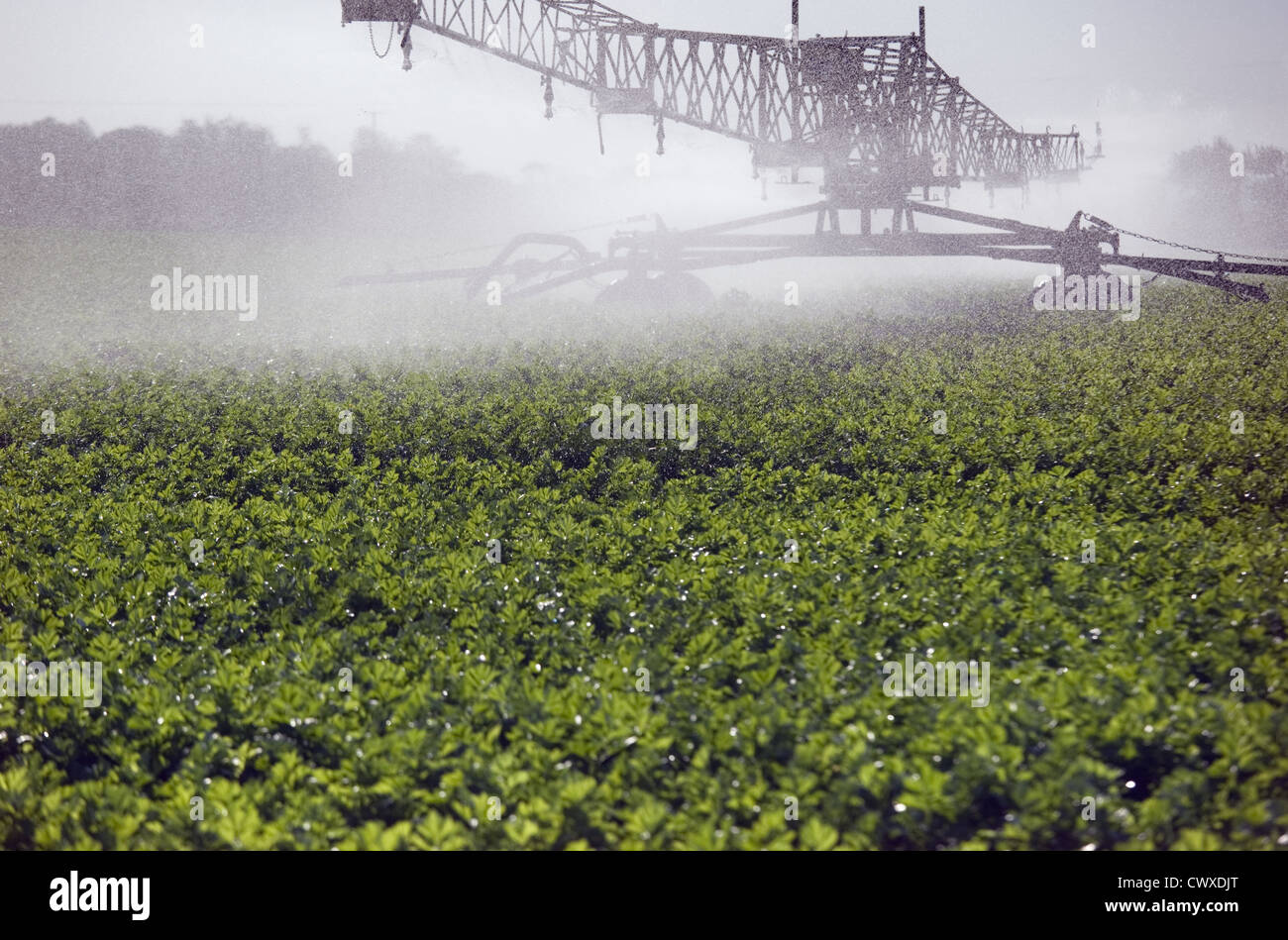 Irrigating celery crop at Happisburgh Norfolk september Stock Photo