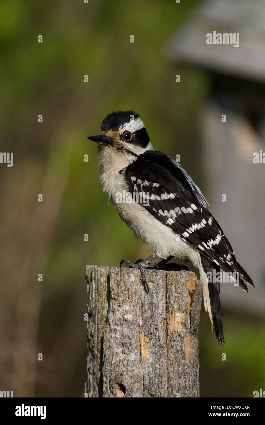 Female hairy woodpecker Stock Photo - Alamy