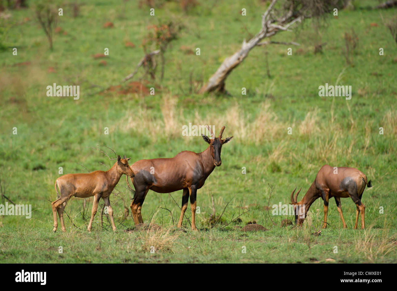 Topi (Damaliscus lunatus jimela), Akagera National Park, Rwanda Stock