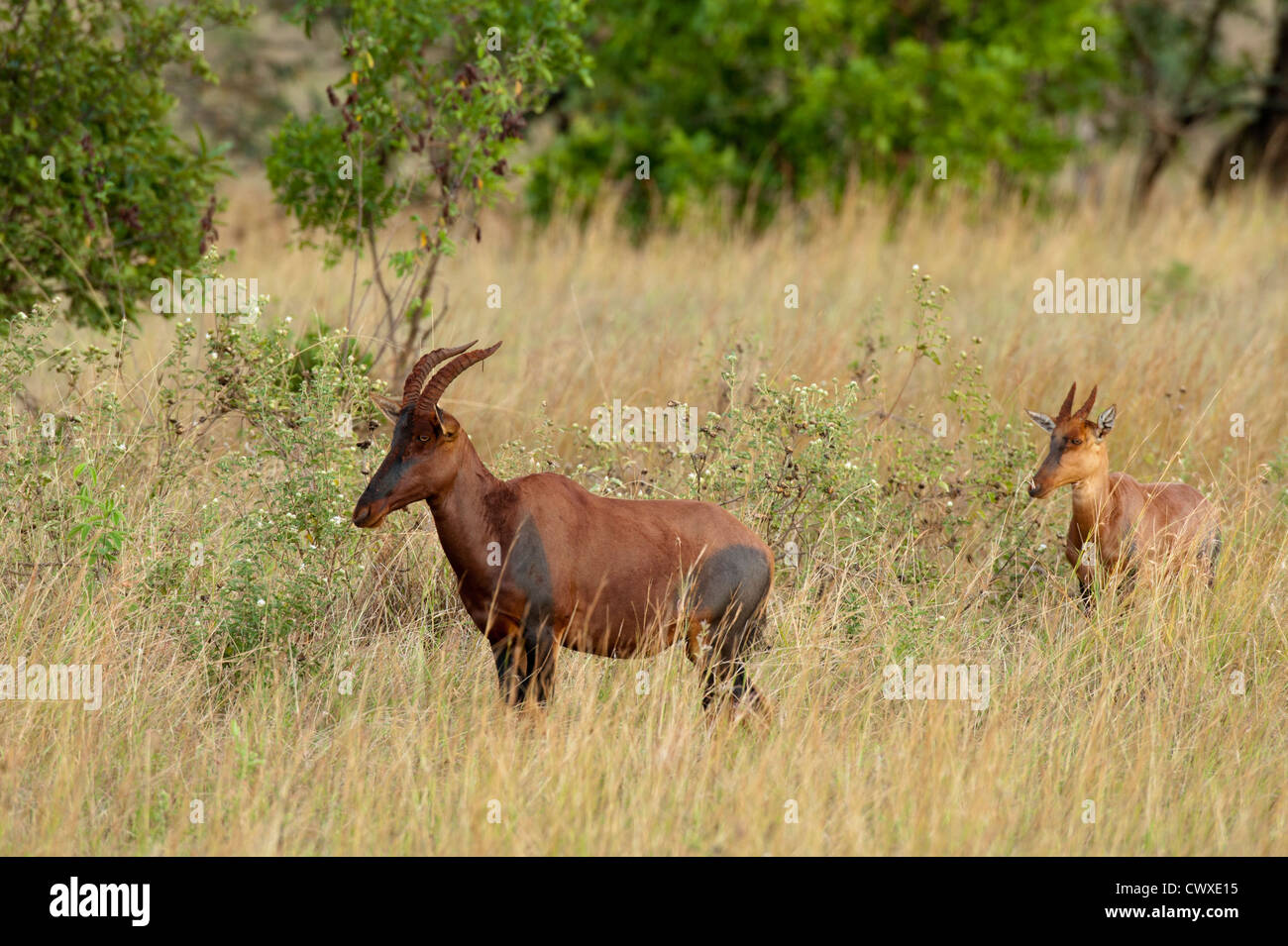 Topi (Damaliscus lunatus jimela), Akagera National Park, Rwanda Stock