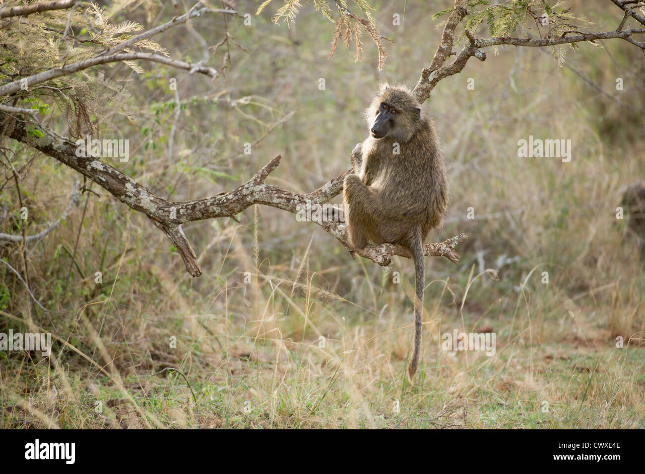 Olive baboon ( Papio cynocephalus anubis), Akagera National Park, Rwanda Stock Photo