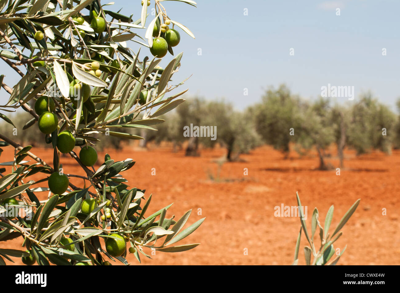 Olive plantation and olives on branch. Foreground Stock Photo