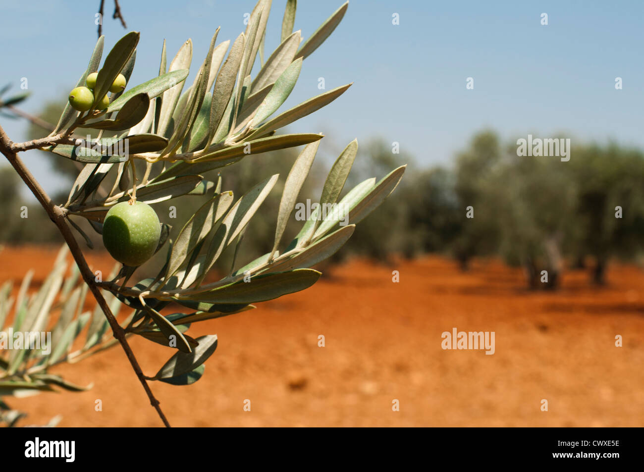 Olive plantation and olives on branch. Foreground Stock Photo