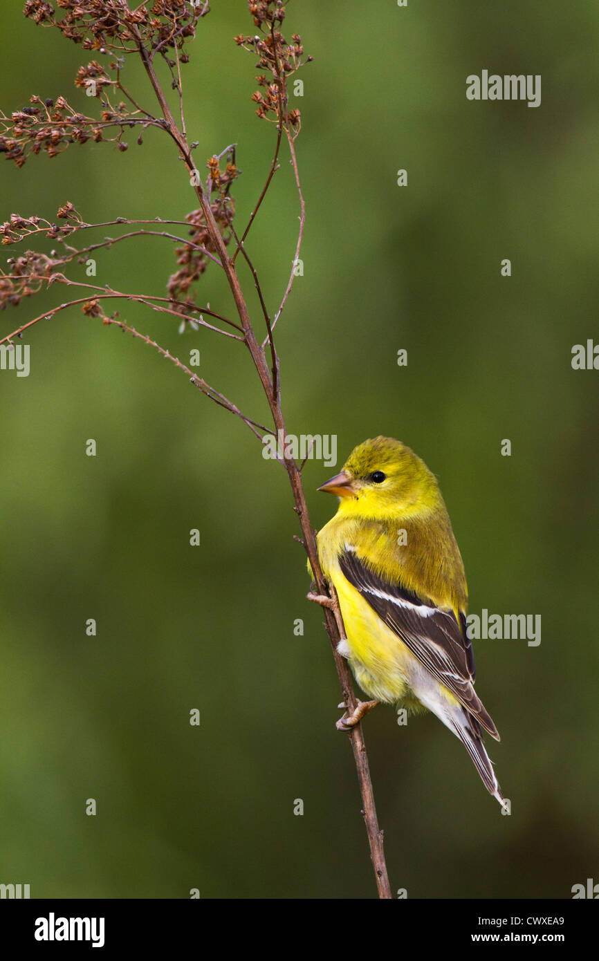 American goldfinch nest hires stock photography and images Alamy