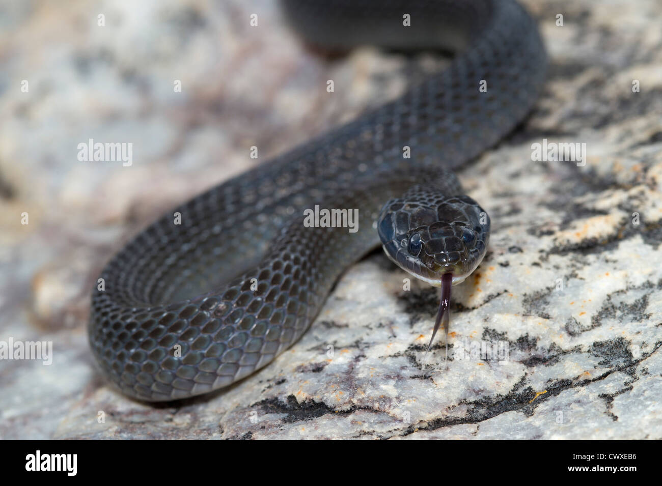 2.253 fotos de stock e banco de imagens de Snake Game - Getty Images