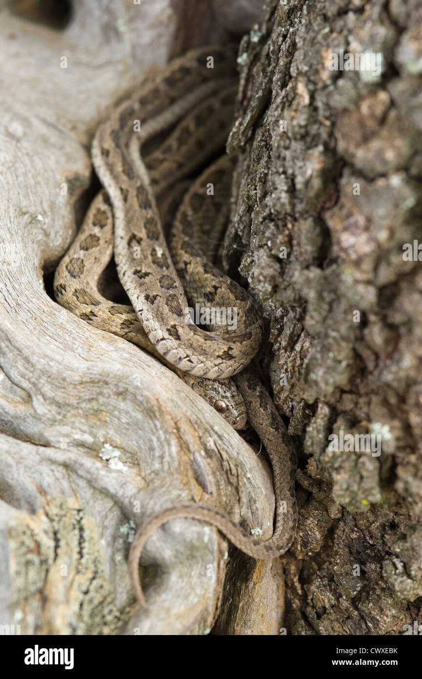 Common or rhombic egg-eater, Dasypeltis scabra, Akagera National Park, Rwanda Stock Photo