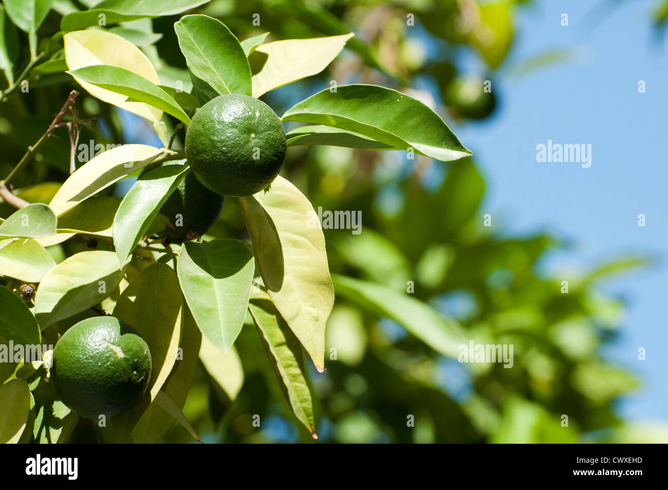Green orange unripe fruit on branch Stock Photo