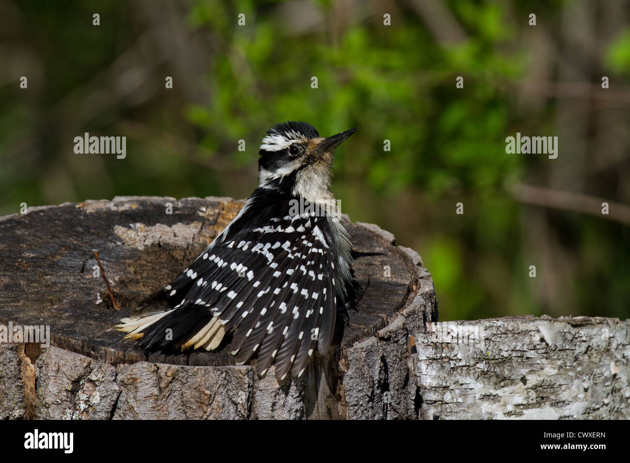 Female hairy woodpecker Stock Photo
