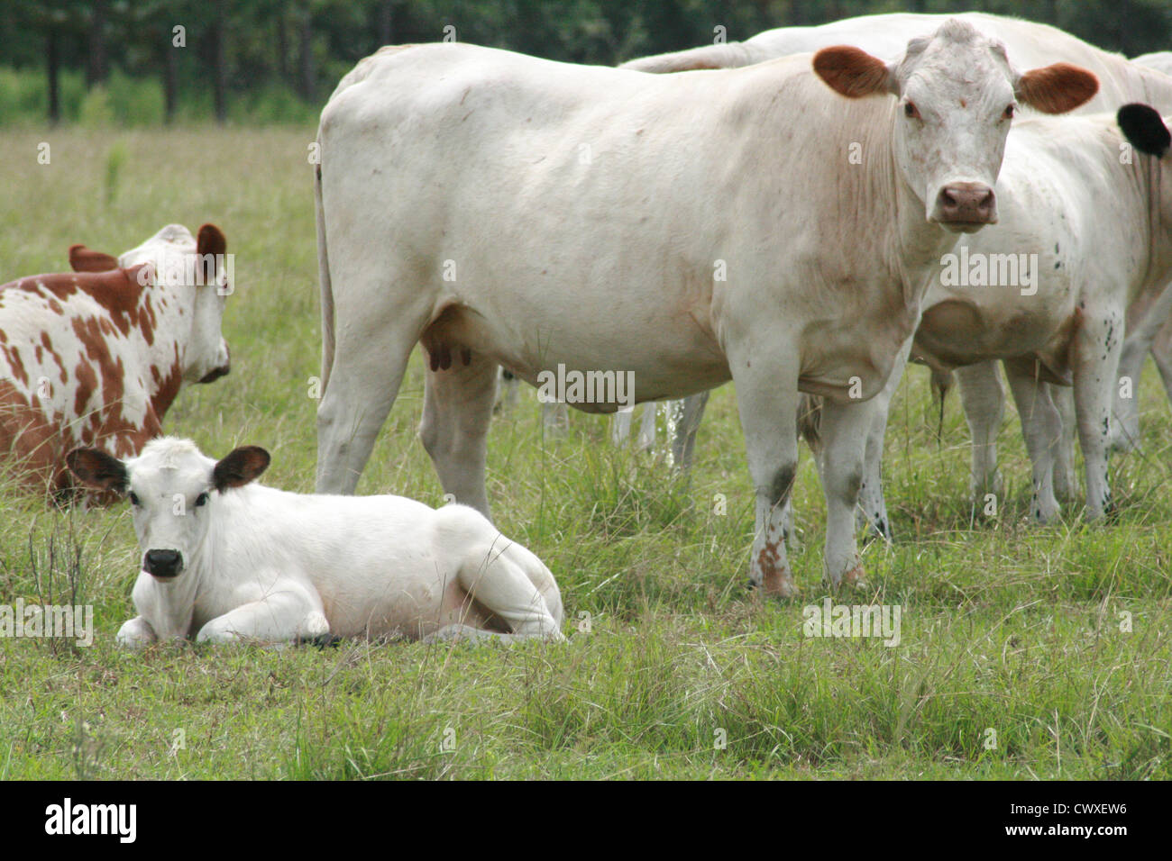 cow cattle farm animals Stock Photo