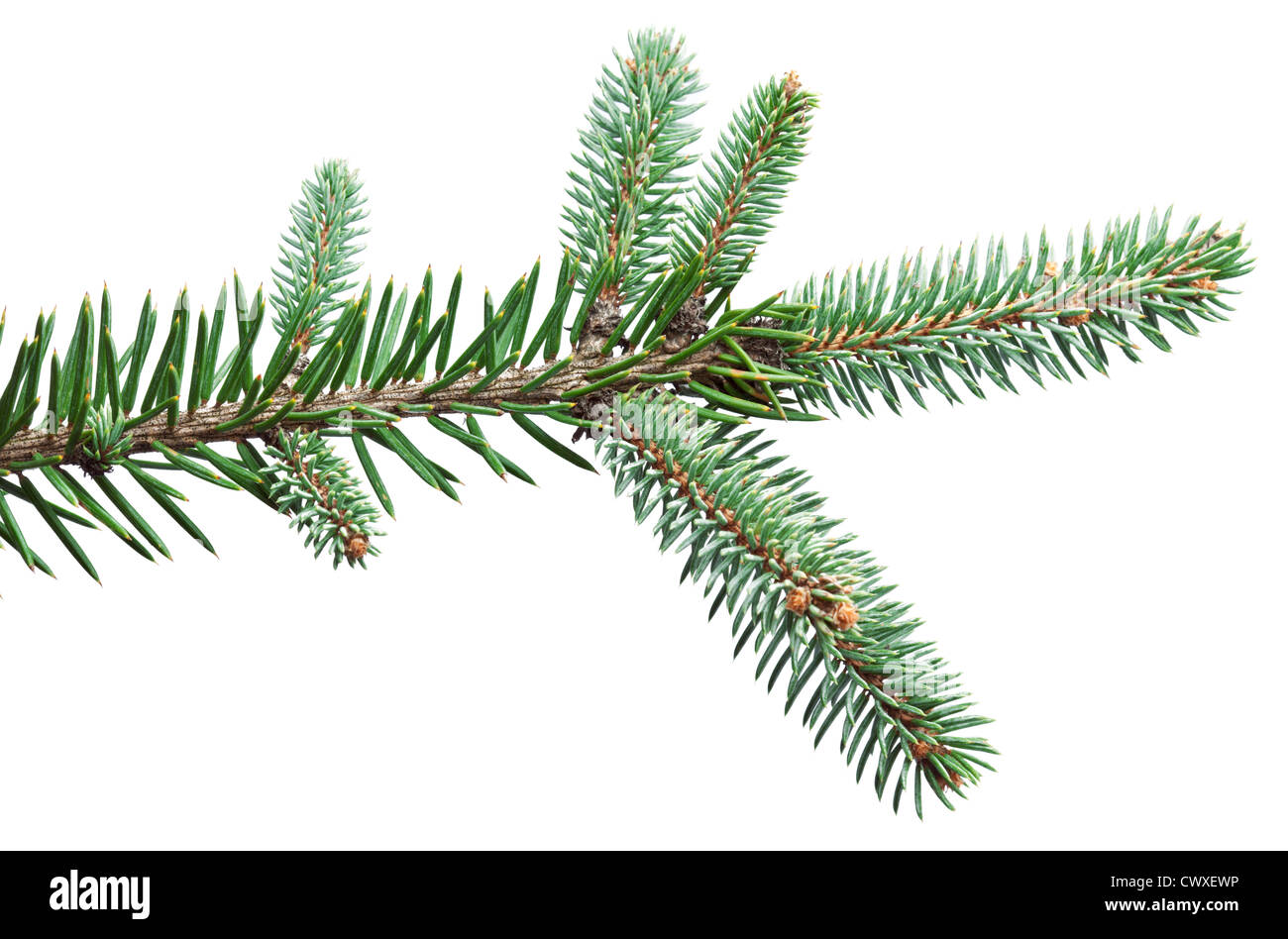 Fir branch on a white background. Stock Photo