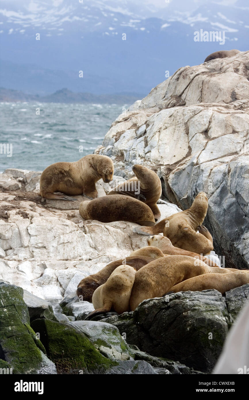 Southern Sea lions resting on the Islands off Ushuaia, Tierra Del Fuego, Argentina, South America Stock Photo