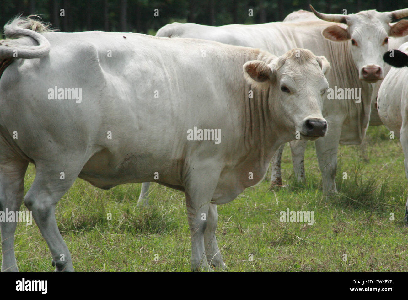 cow cattle farm animals Stock Photo