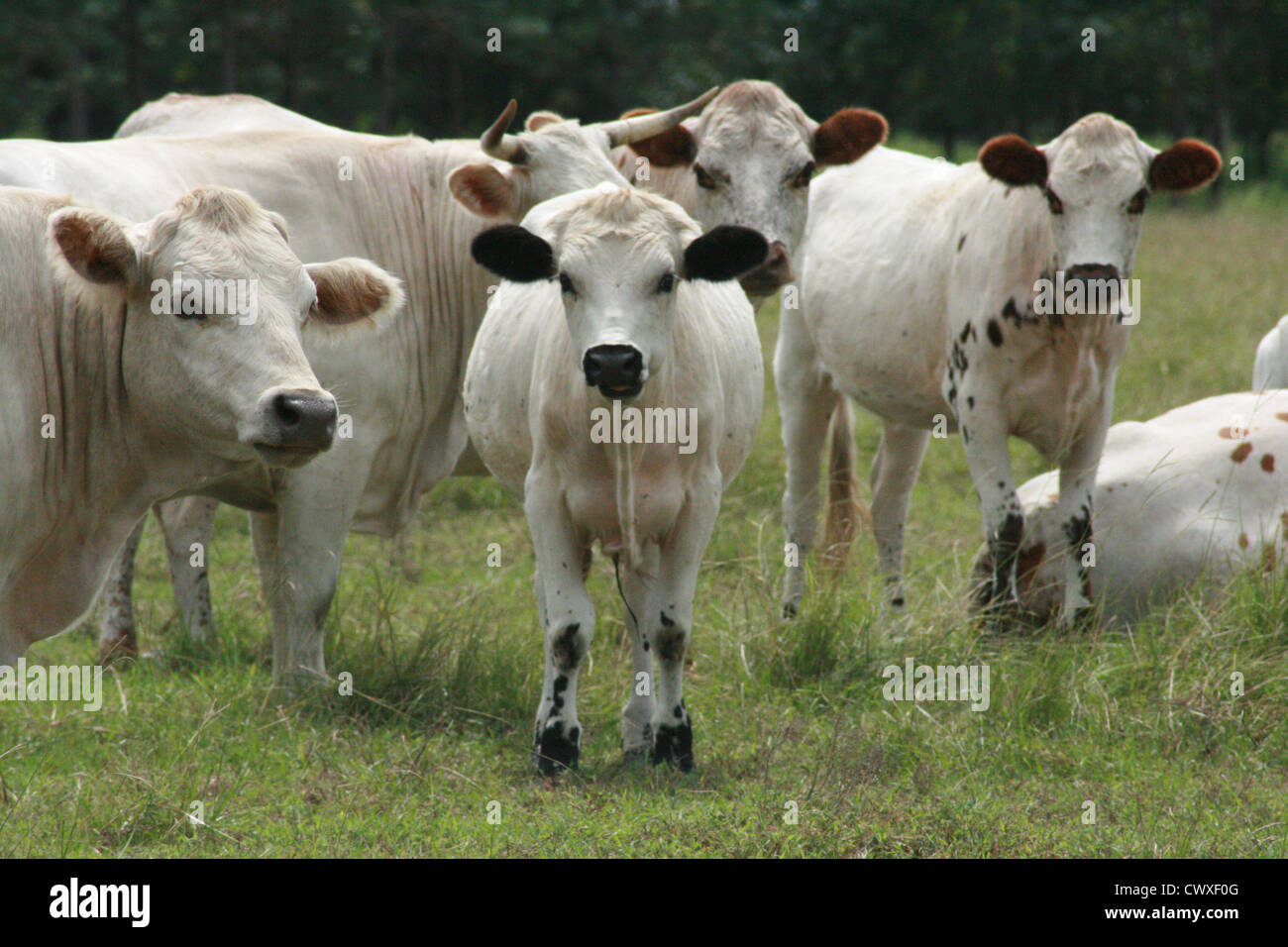 cow cattle farm animals Stock Photo