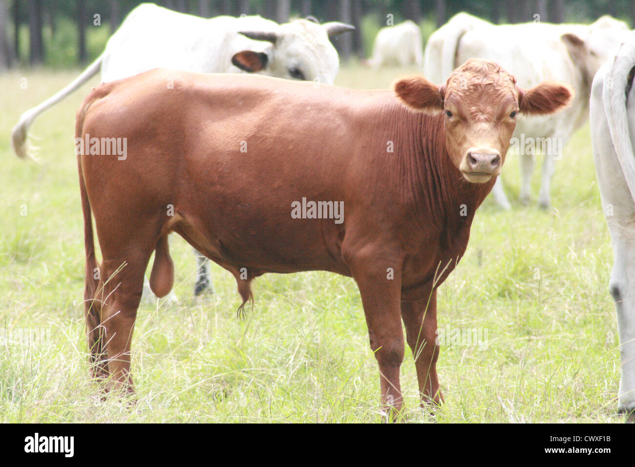 cow cattle farm animals Stock Photo