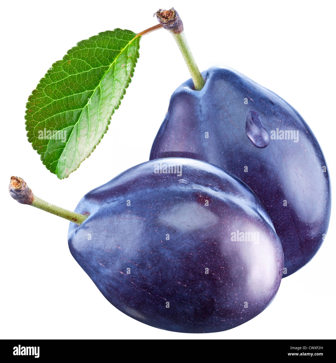 Two plums with a leaf on a white background. Stock Photo
