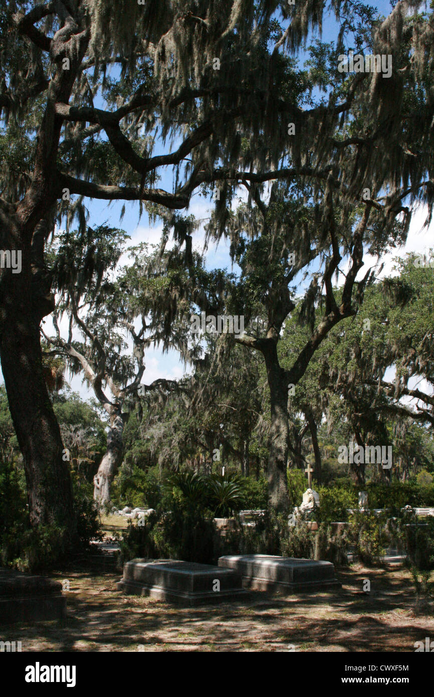 moss oak trees savannah ga fall autumn green leaf close up tree