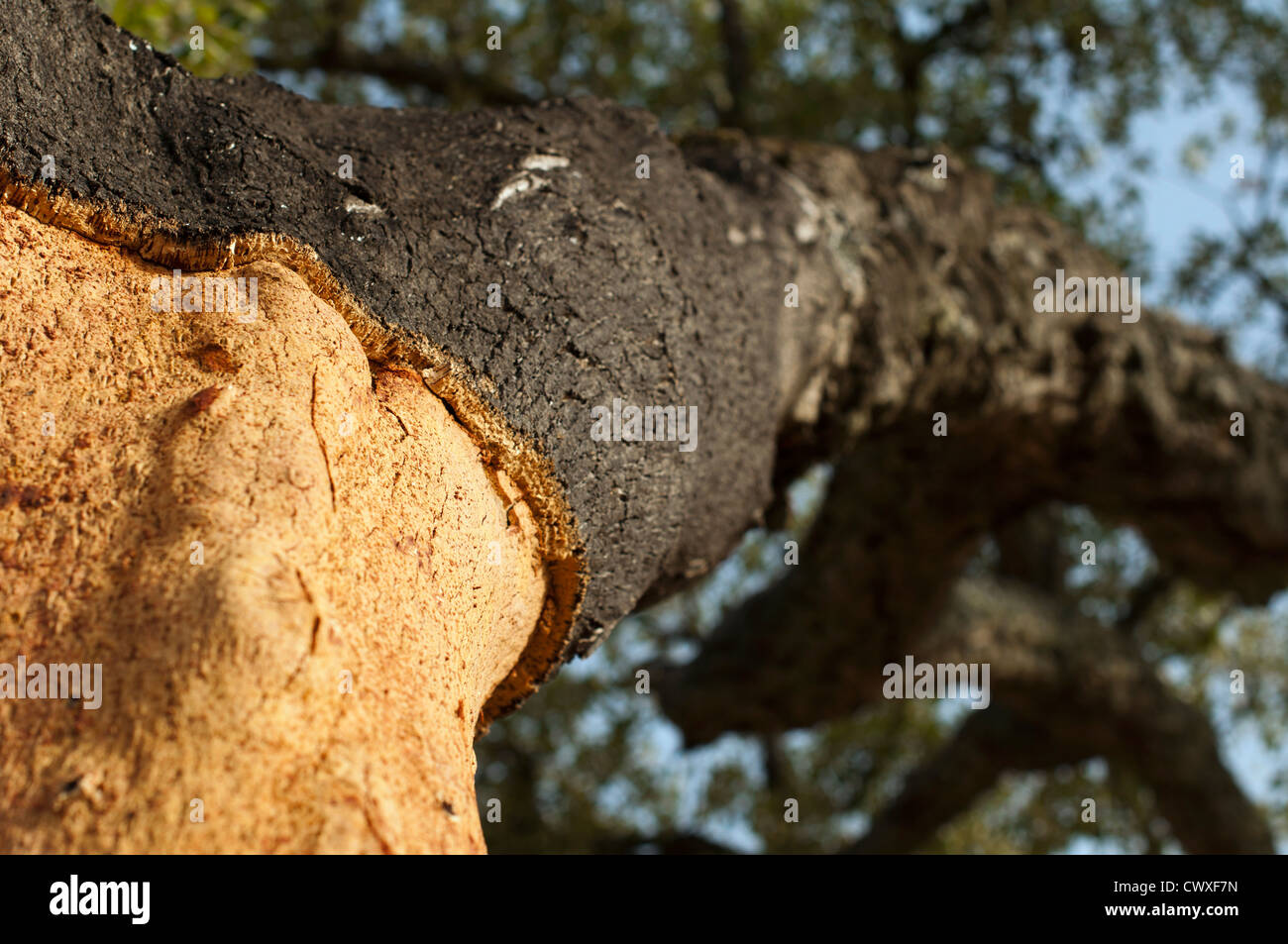 A corkwood tree. Commiphora spp. Stock Photo