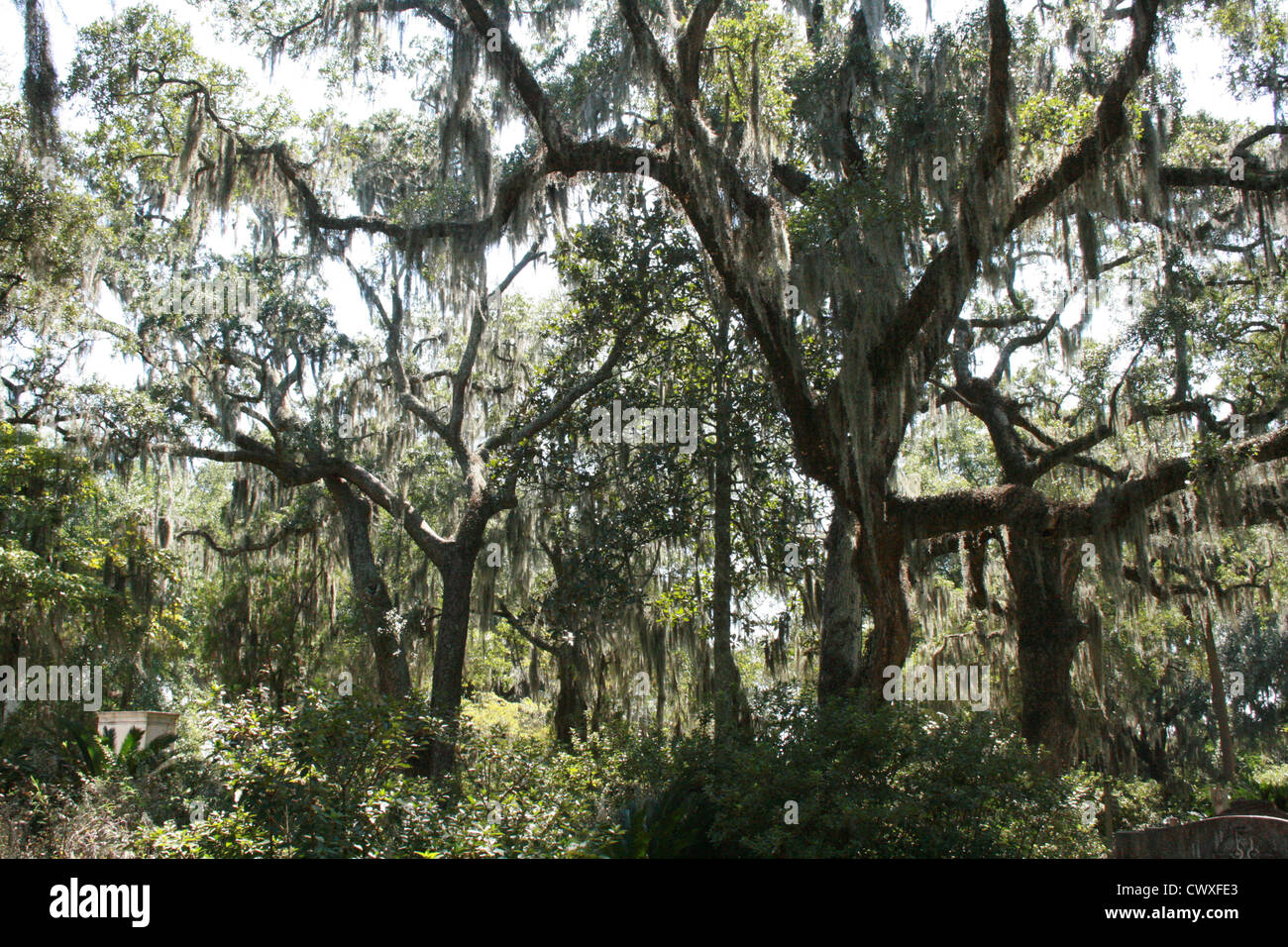 moss oak trees savannah georgia ga fall autumn green leaf close up tree leaves nature Stock Photo