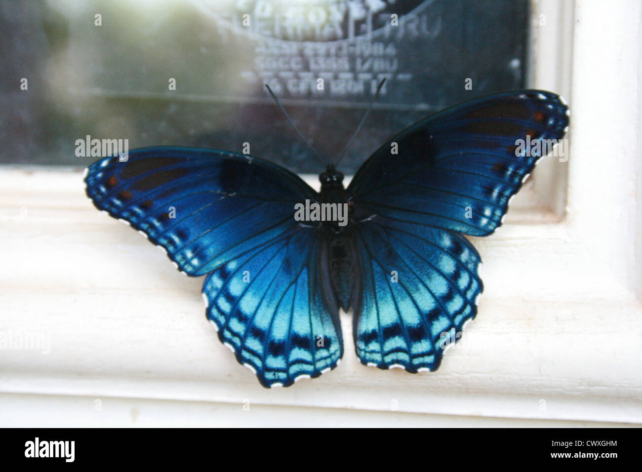 blue monarch butterfly picture Stock Photo