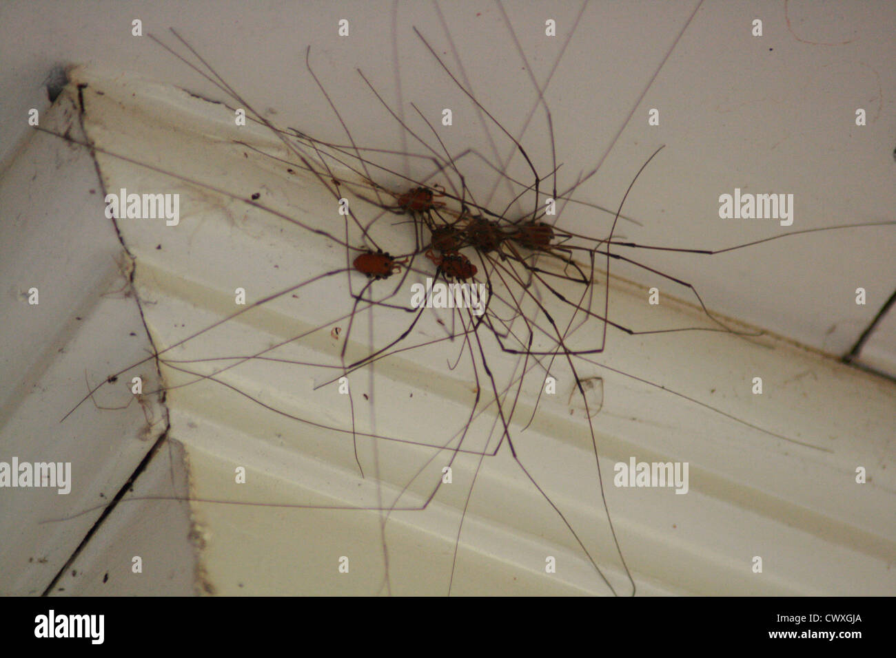 weird spider picture of grand daddy long legs spiders Stock Photo