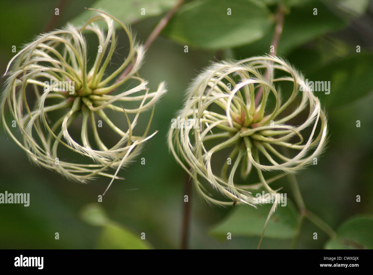 thin white spiral flower weird picture of nature Stock Photo