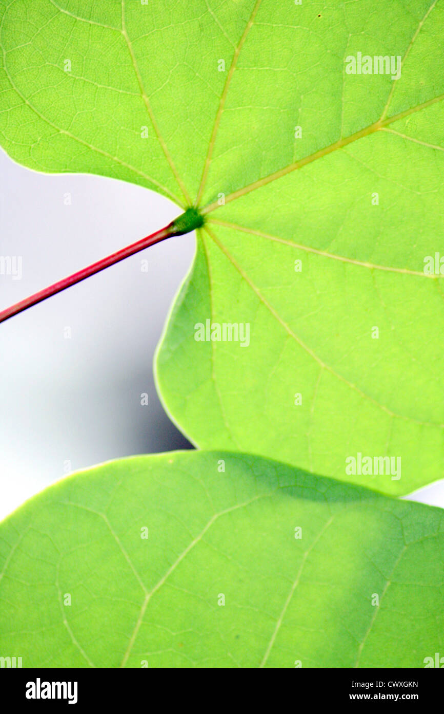 green leaf leaves tree picture close up image Stock Photo