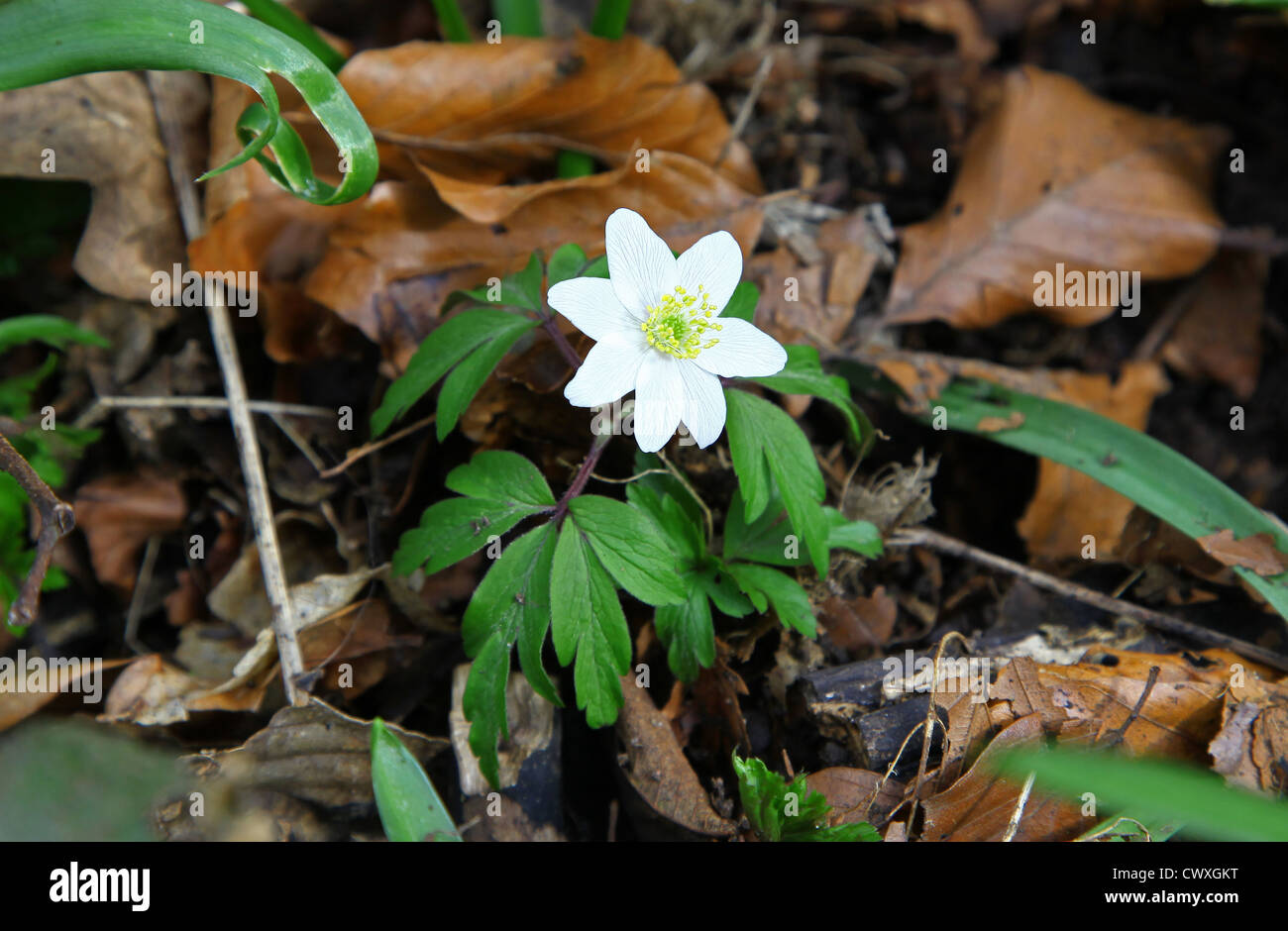Native to europe common name england english british leaves hires stock photography and images