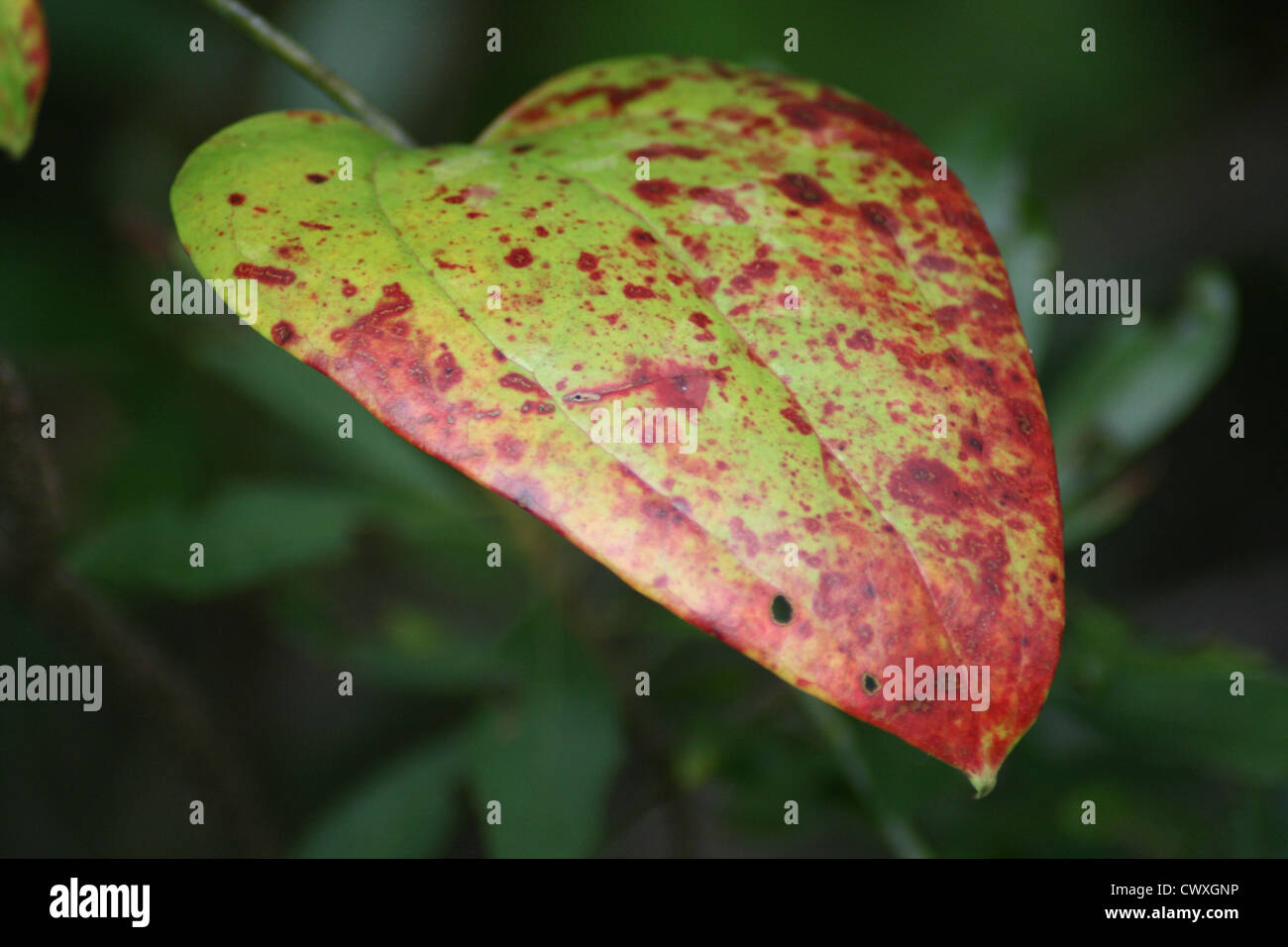 fall autumn green and red leaf close up tree leaves nature Stock Photo