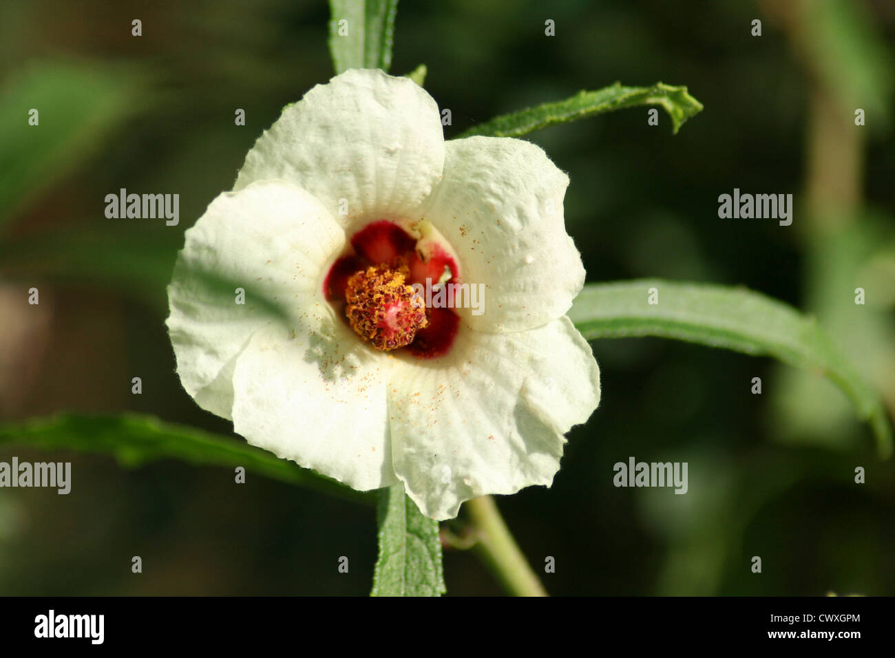 flowers white purple and green Stock Photo