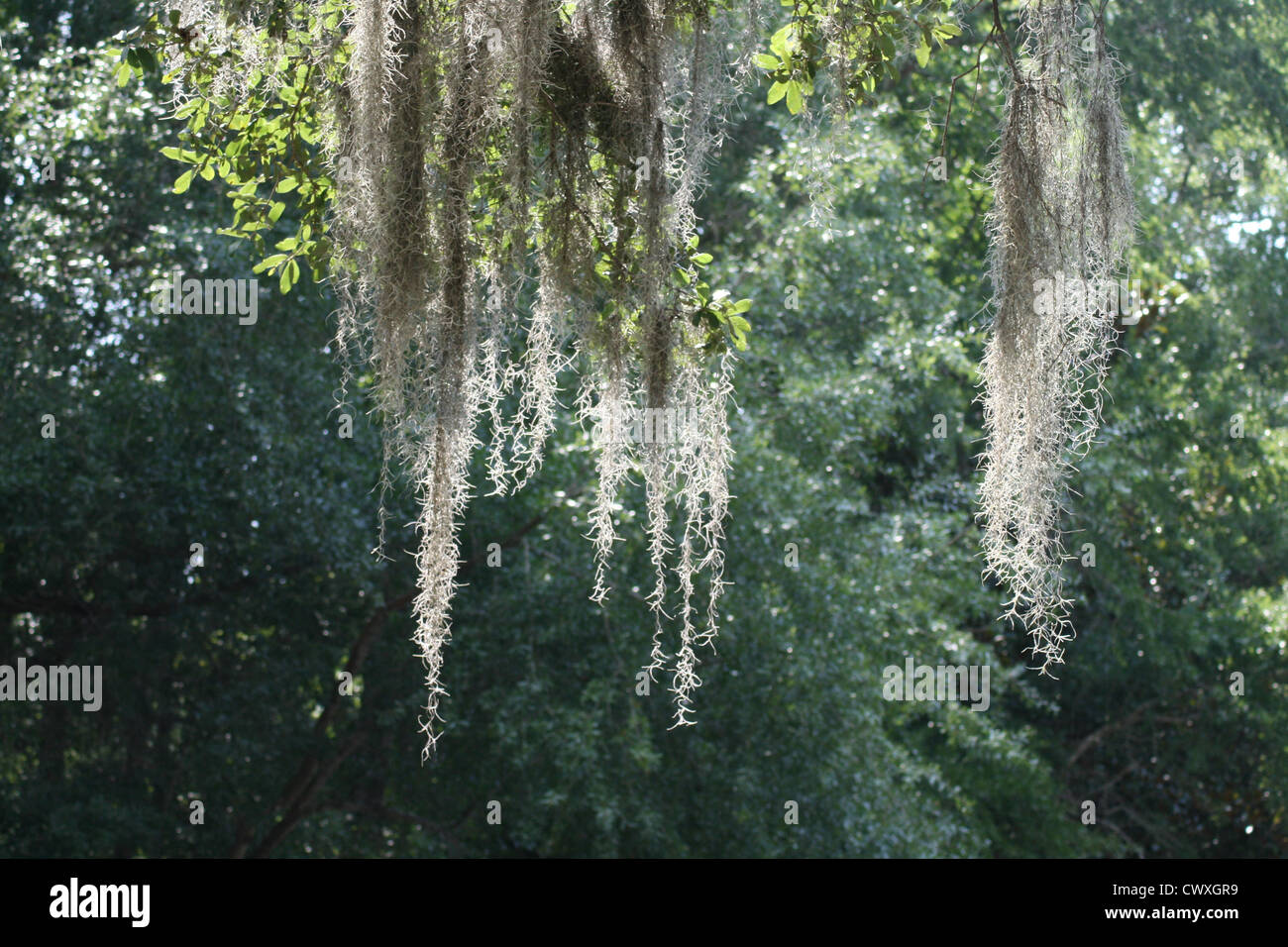 moss tree leaves nature forest picture Stock Photo