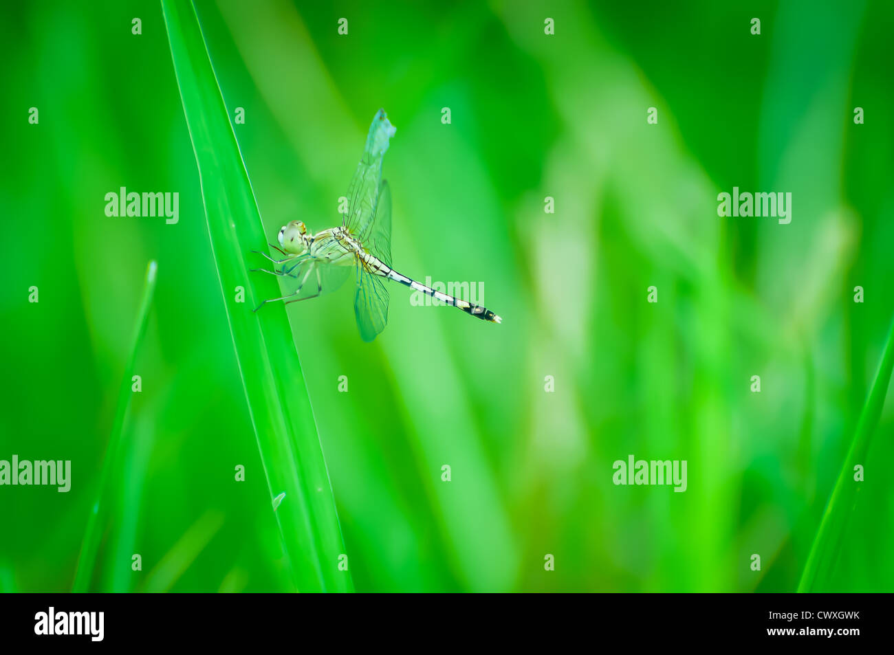 dragonfly at rest green grass with green background Stock Photo - Alamy