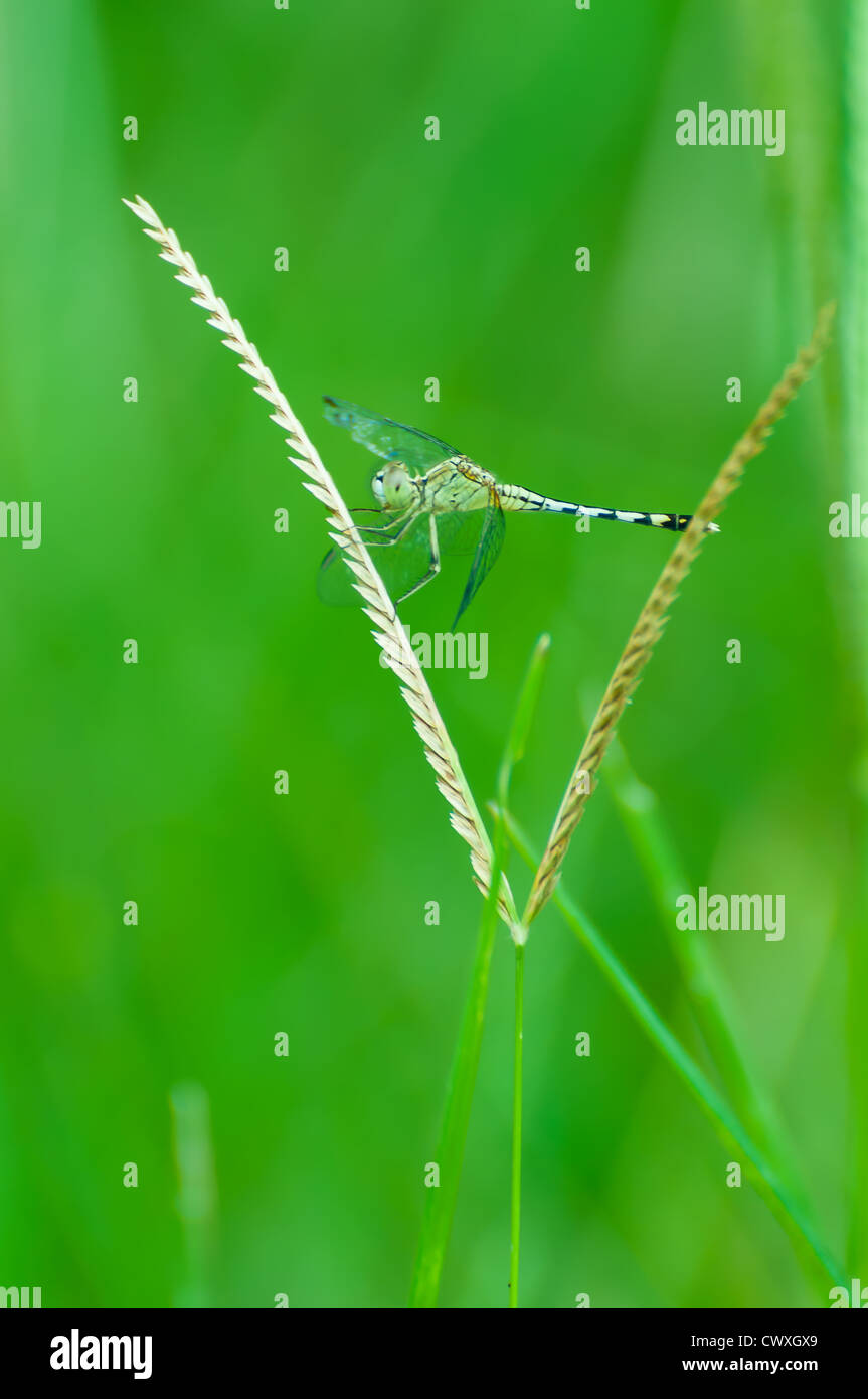 dragonfly at rest green grass with green background Stock Photo - Alamy