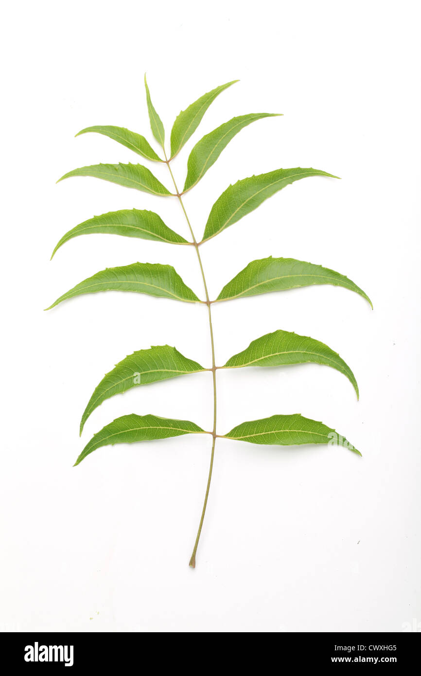 Neem leaves-Azadirachta indica,medicinal plant Stock Photo