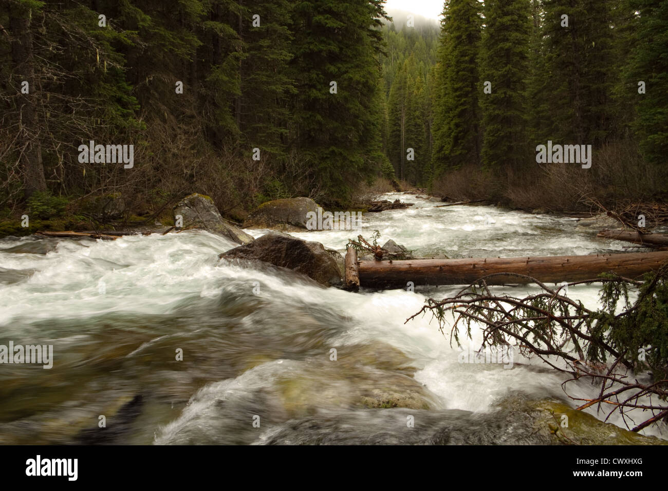 RAGING RIVER FLOWING THROUGH A PINE FOREST Stock Photo