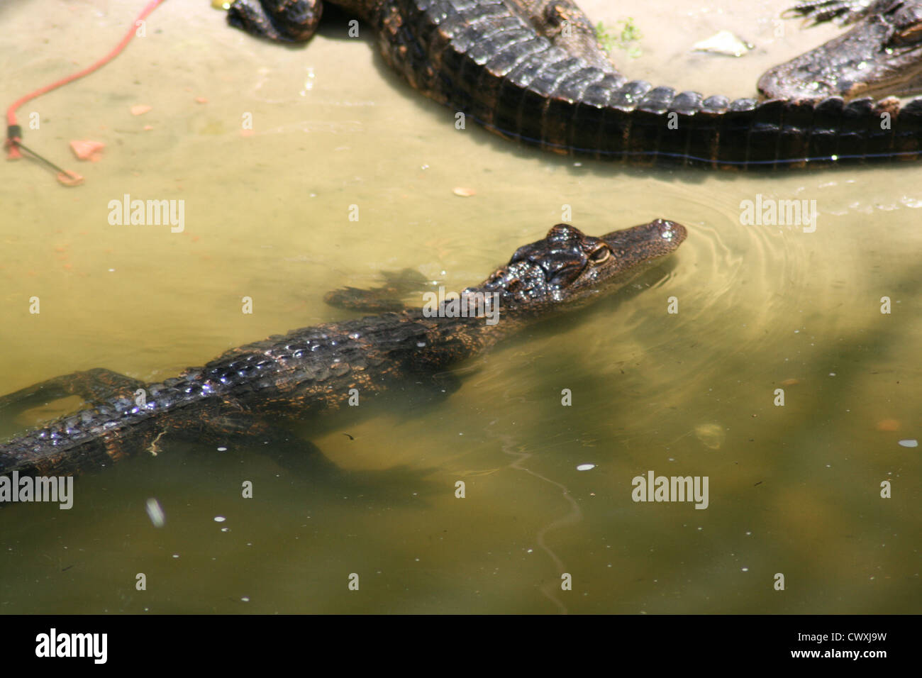 alligator alligators Stock Photo