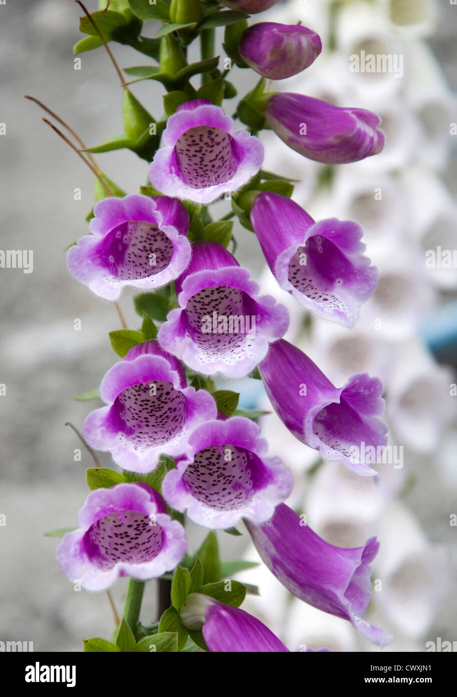 North india flowers hi-res stock photography and images - Alamy