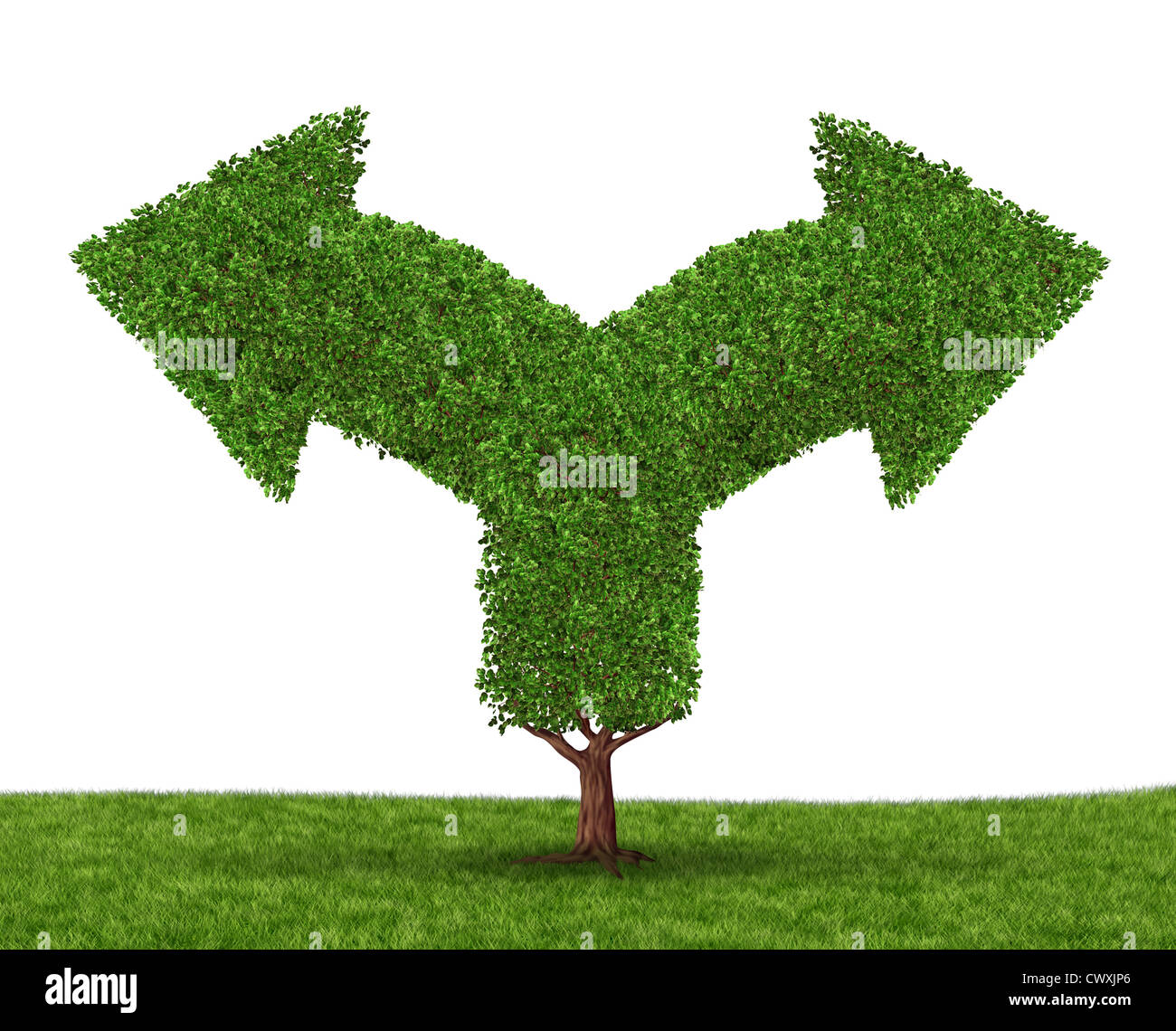 Growth decisions and choice dilemma with a tree in the shape of two arrows going in opposite directions as a concept of uncertainty due to businesses that grow to success experiencing growing pains. Stock Photo