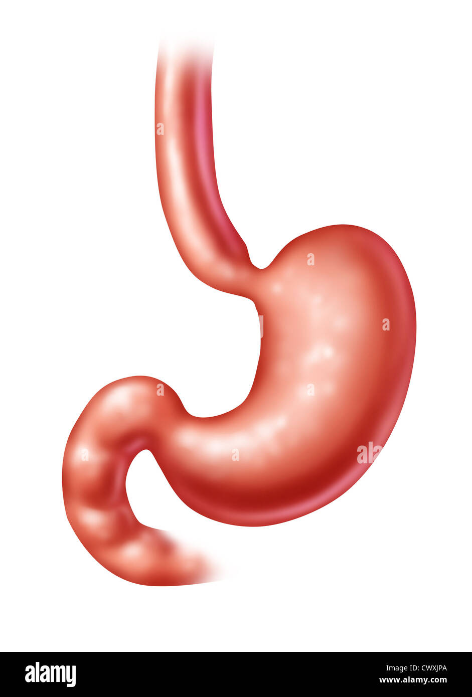 Human Stomach and medical healthcare symbol of the digestive system featuring the abdominal internal organ that digests food or Stock Photo