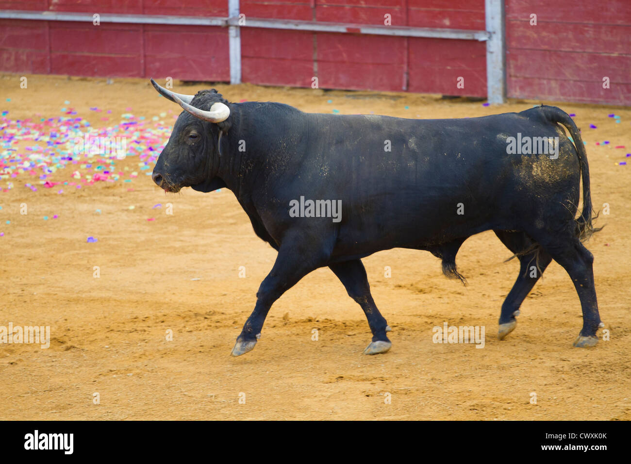 Fighting bull picture from Spain. Corrida de Toros Stock Photo - Alamy